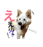 阿部家のPet（個別スタンプ：15）