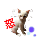 阿部家のPet（個別スタンプ：16）