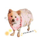 阿部家のPet（個別スタンプ：18）