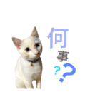 阿部家のPet（個別スタンプ：20）