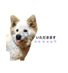 阿部家のPet（個別スタンプ：22）