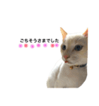 阿部家のPet（個別スタンプ：23）