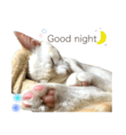 阿部家のPet（個別スタンプ：24）