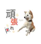 阿部家のPet（個別スタンプ：25）