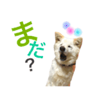 阿部家のPet（個別スタンプ：27）