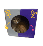 Yiyi Cat（個別スタンプ：1）