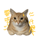 Yiyi Cat（個別スタンプ：7）