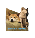 shiba like eat（個別スタンプ：2）