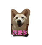 shiba like eat（個別スタンプ：5）