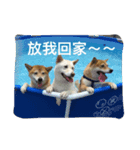 shiba like eat（個別スタンプ：7）