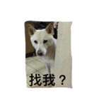 shiba like eat（個別スタンプ：8）