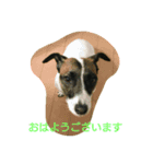 ジャックラッセルテリヤ（個別スタンプ：1）