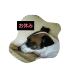 ジャックラッセルテリヤ（個別スタンプ：7）