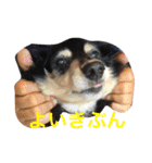 こじとの日々（個別スタンプ：1）