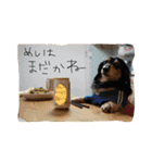 こじとの日々（個別スタンプ：4）