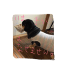 こじとの日々（個別スタンプ：19）