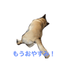 うちの福ちゃん、コーギー×パグです！（個別スタンプ：4）