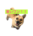 うちの福ちゃん、コーギー×パグです！（個別スタンプ：6）