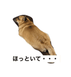 うちの福ちゃん、コーギー×パグです！（個別スタンプ：7）
