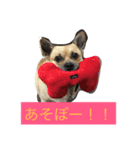 うちの福ちゃん、コーギー×パグです！（個別スタンプ：8）