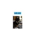 豆柴犬 茶々丸＆あすか（個別スタンプ：2）
