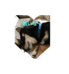 豆柴犬 茶々丸＆あすか（個別スタンプ：3）