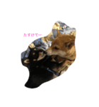 豆柴犬 茶々丸＆あすか（個別スタンプ：4）