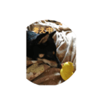 豆柴犬 茶々丸＆あすか（個別スタンプ：5）