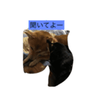 豆柴犬 茶々丸＆あすか（個別スタンプ：6）