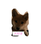 豆柴犬 茶々丸＆あすか（個別スタンプ：8）