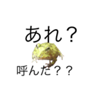 ツノガエル！！（個別スタンプ：1）