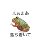 ツノガエル！！（個別スタンプ：3）