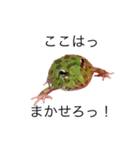 ツノガエル！！（個別スタンプ：4）
