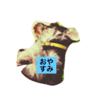カール スタンプ  1（個別スタンプ：2）