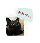 mon,jijiko＆Luna（個別スタンプ：12）