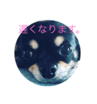 みーちゃん第2弾（個別スタンプ：5）