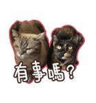 My Baby cats（個別スタンプ：1）