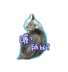 My Baby cats（個別スタンプ：2）