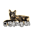 My Baby cats（個別スタンプ：3）
