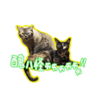 My Baby cats（個別スタンプ：4）