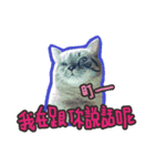 My Baby cats（個別スタンプ：5）