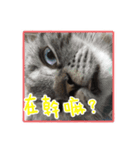 My Baby cats（個別スタンプ：6）