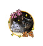 My Baby cats（個別スタンプ：7）