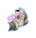 My Baby cats（個別スタンプ：8）