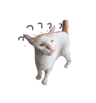 strange ha ha ha（個別スタンプ：3）