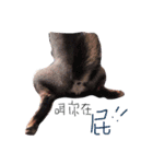 strange ha ha ha（個別スタンプ：10）