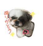 ぷりんときなこのスタンプ（個別スタンプ：12）