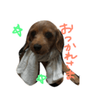 ぷりんときなこのスタンプ（個別スタンプ：13）