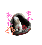 ぷりんときなこのスタンプ（個別スタンプ：19）