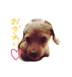 ぷりんときなこのスタンプ（個別スタンプ：24）